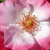 Blanche-rose - Rosiers floribunda - Occhi di Fata